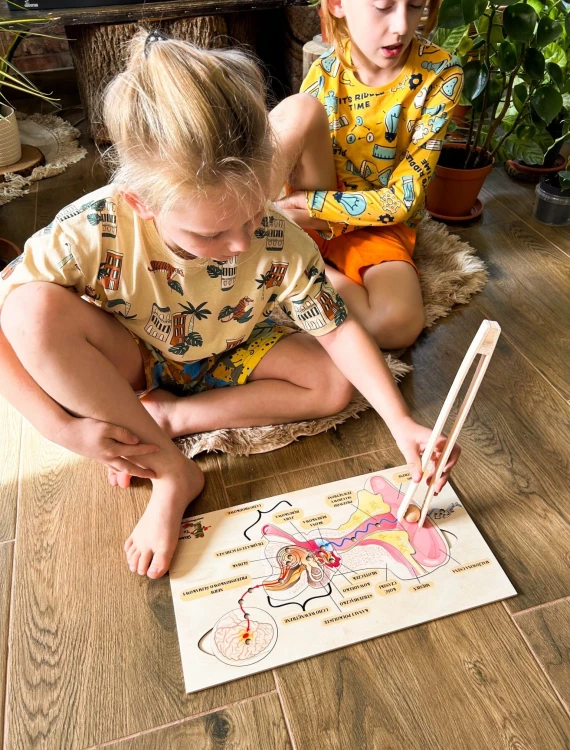 Edukacyjny model budowy ucha EDUBOBO do omawiania drogi dźwięku