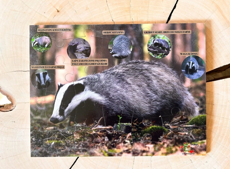 Dziecko układa drewniane puzzle "Świat borsuka" podczas zajęć edukacyjnych