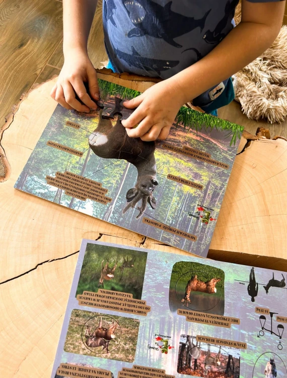 Ilustracja sarny i lasu na drewnianej układance edukacyjnej Świat sarny