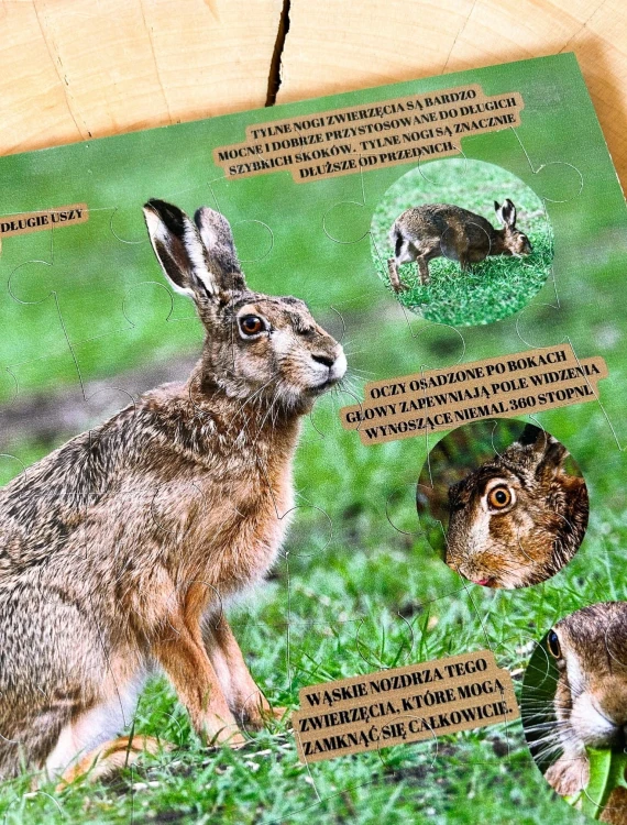 Dziecko układa puzzle edukacyjne Świat zająca EDUBOBO podczas zajęć przyrodniczych