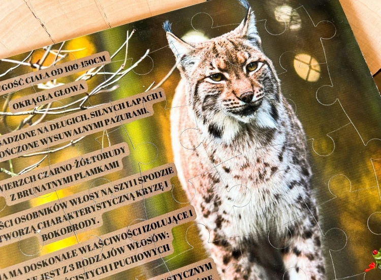 Układanka Świat rysia EDUBOBO - widok z góry na elementy puzzli z rysiem