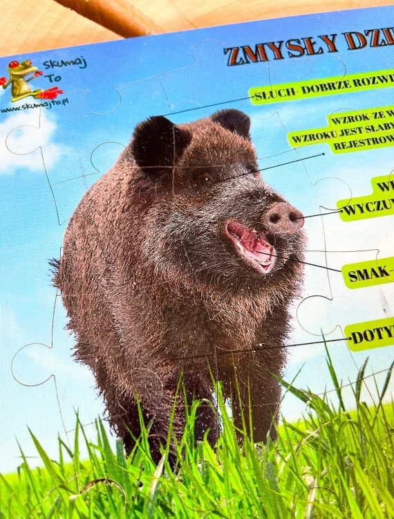 Ilustracje i grafiki na planszy edukacyjnej "Świat dzika" marki EDUBOBO