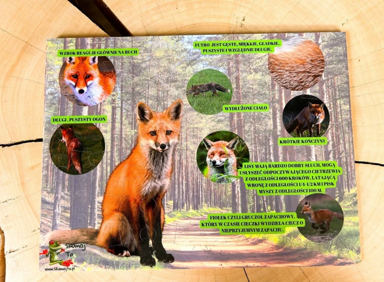 Szczegóły planszy edukacyjnej układanki Świat lisa EDUBOBO z informacjami o lisach