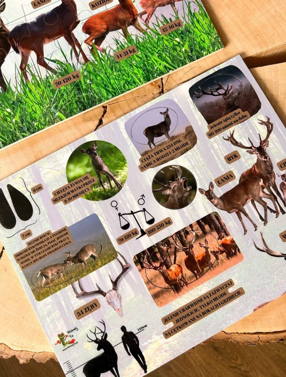 Widok na puzzle z jeleniem w układance edukacyjnej EDUBOBO Tajemnice jelenia
