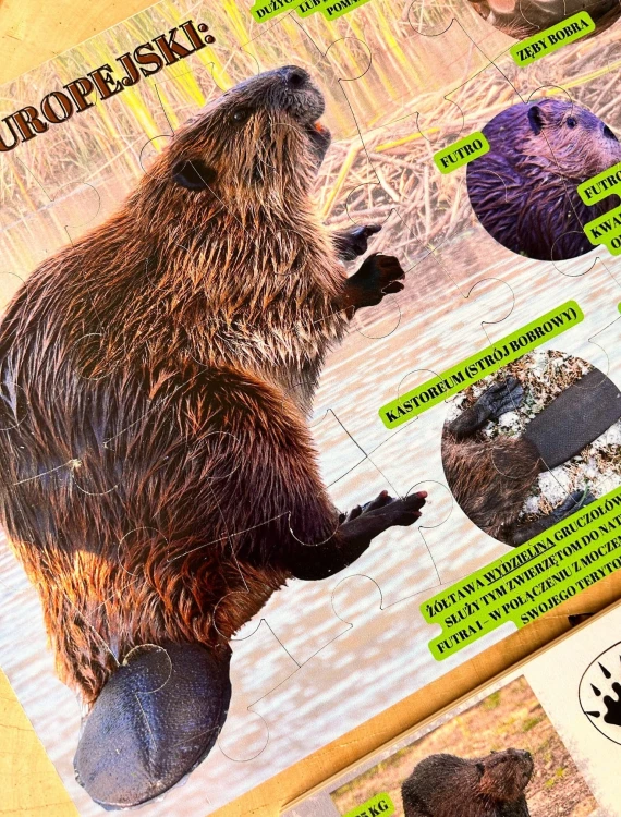 Detal układanki Sekrety Bobra EDUBOBO - elementy puzzli z wizerunkiem bobra