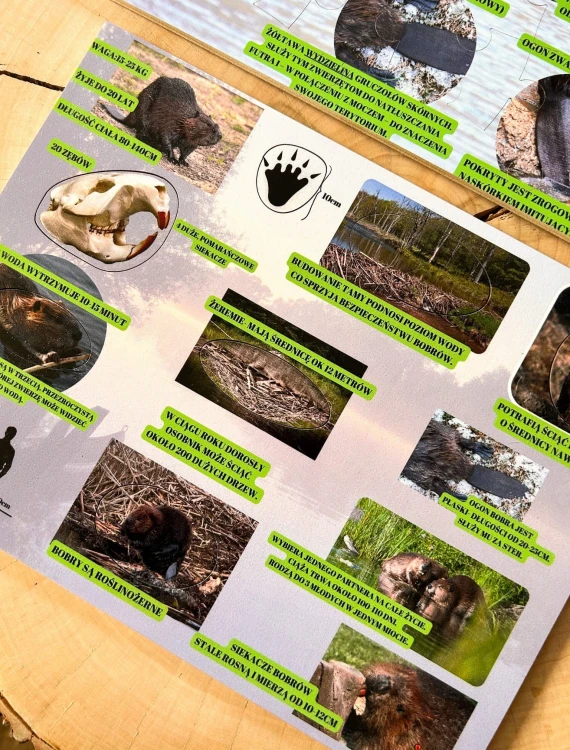 Widok z góry na drewnianą układankę Sekrety Bobra EDUBOBO z puzzlami i planszą edukacyjną