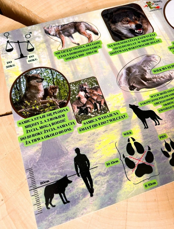 Dziecko układa puzzle z układanki drewnianej Świat wilka EDUBOBO