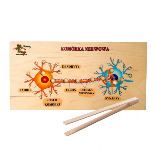 Neurony i układ nerwowy – układanka edukacyjna