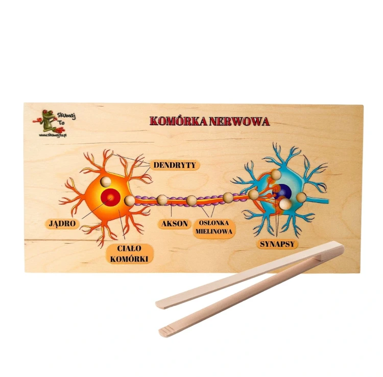 Neurony i układ nerwowy EDUBOBO – drewniana układanka do poznawania drogi impulsu nerwowego