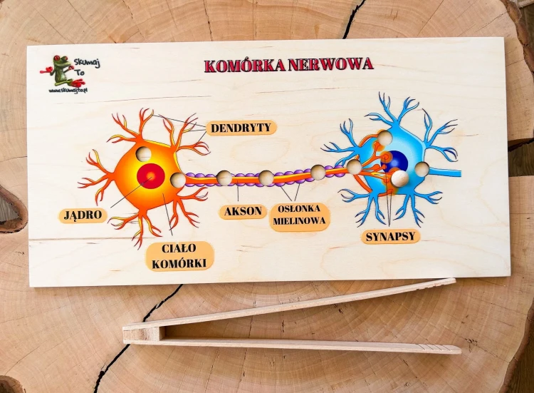 Układanka EDUBOBO o neuronach pomaga prześledzić przekazywanie impulsu nerwowego między komórkami