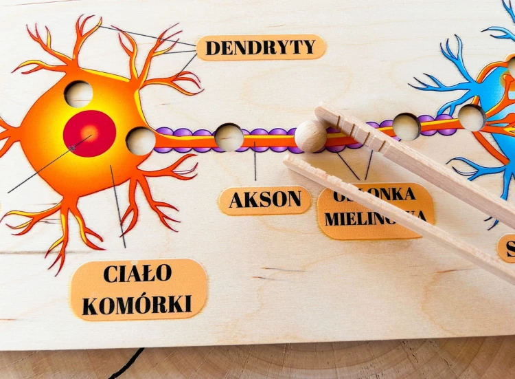 Trójwymiarowy model mózgu EDUBOBO przeznaczony do samodzielnego sklejenia
