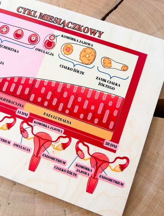 Edukacyjna układanka EDUBOBO przybliża dzieciom temat cyklu menstruacyjnego i biologii