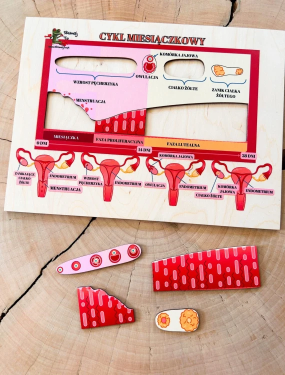 Drewniana pomoc EDUBOBO do rozmowy o endometrium i zmianach w ciele kobiety