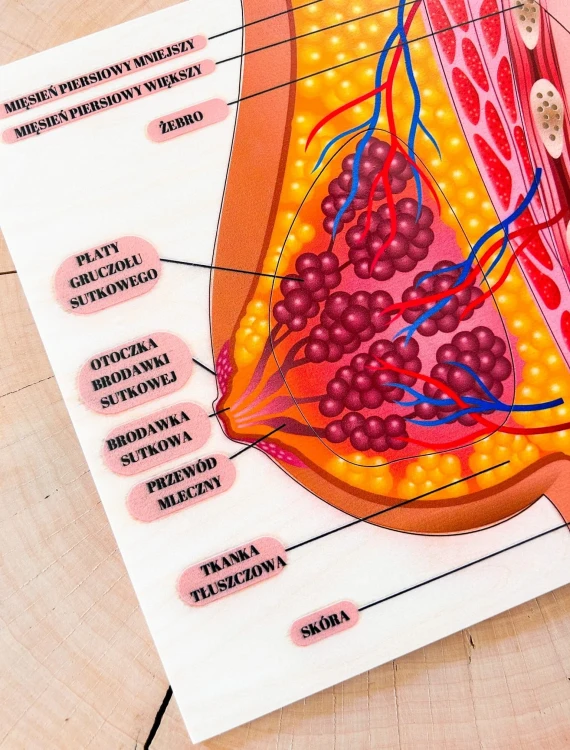 Drewniana pomoc edukacyjna do poznawania anatomii piersi kobiety