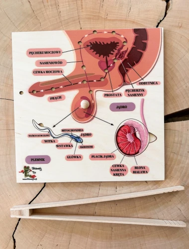 Układanka anatomiczna EDUBOBO do rozmowy o drodze nasienia