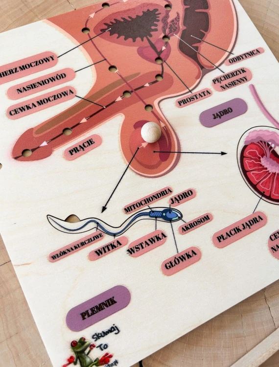 EDUBOBO, drewniana pomoc edukacyjna do nauki męskiej anatomii