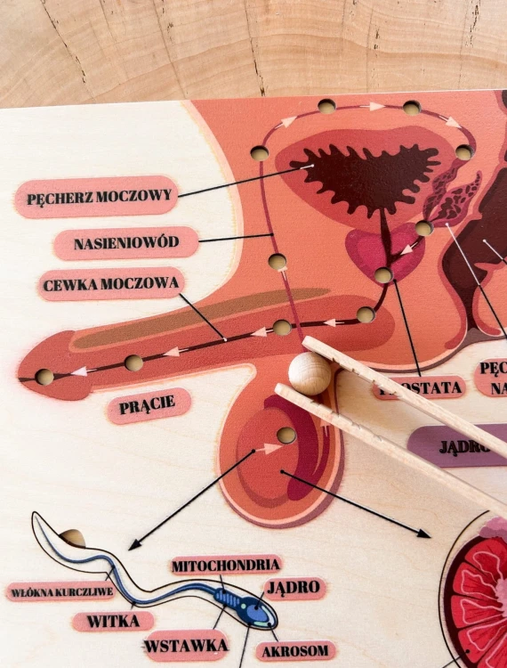 Drewniana układanka edukacyjna EDUBOBO o anatomii i ejakulacji