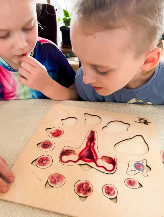 Ciąża i rozwój płodu na drewnianej pomocy do nauki biologii EDUBOBO