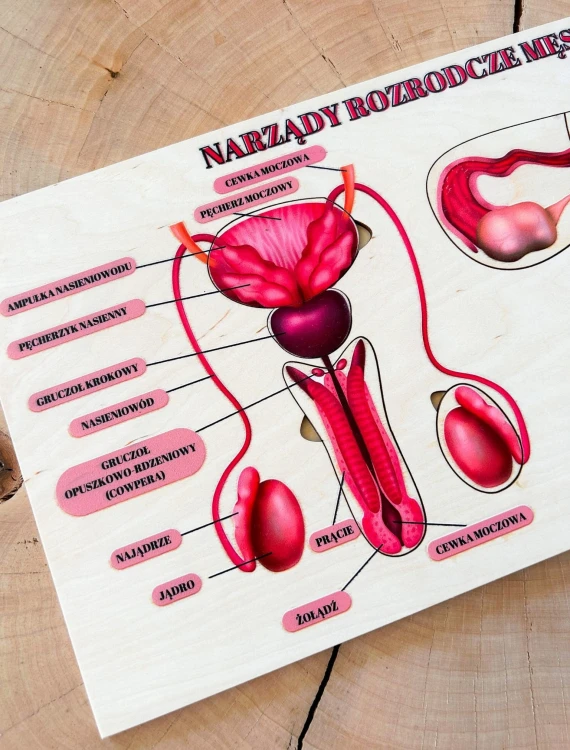 Układanka EDUBOBO do nauki anatomii i rozmowy o narządach rozrodczych