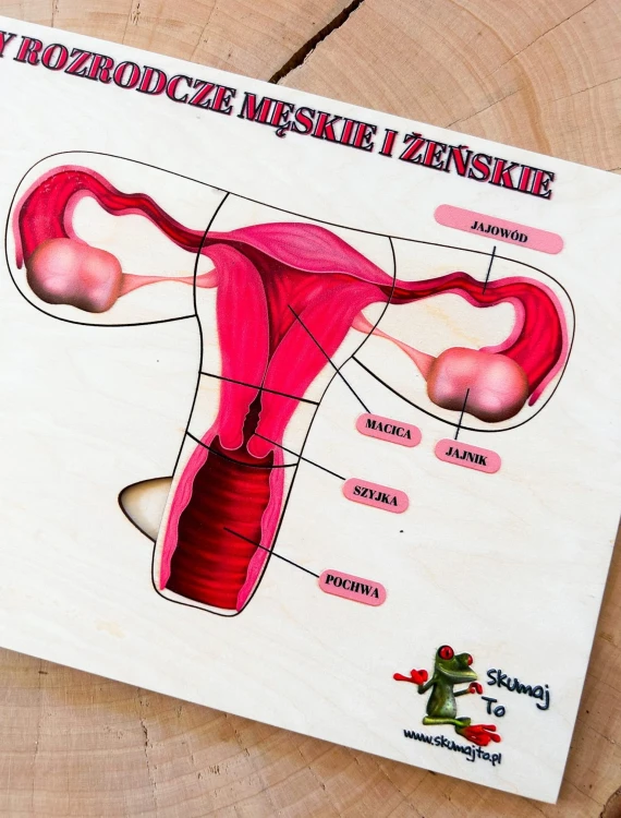 Edukacyjna układanka EDUBOBO przedstawiająca temat anatomii narządów płciowych