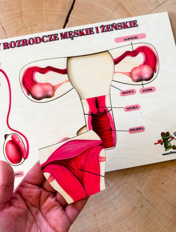 Drewniana pomoc edukacyjna EDUBOBO do poznawania męskich i żeńskich narządów