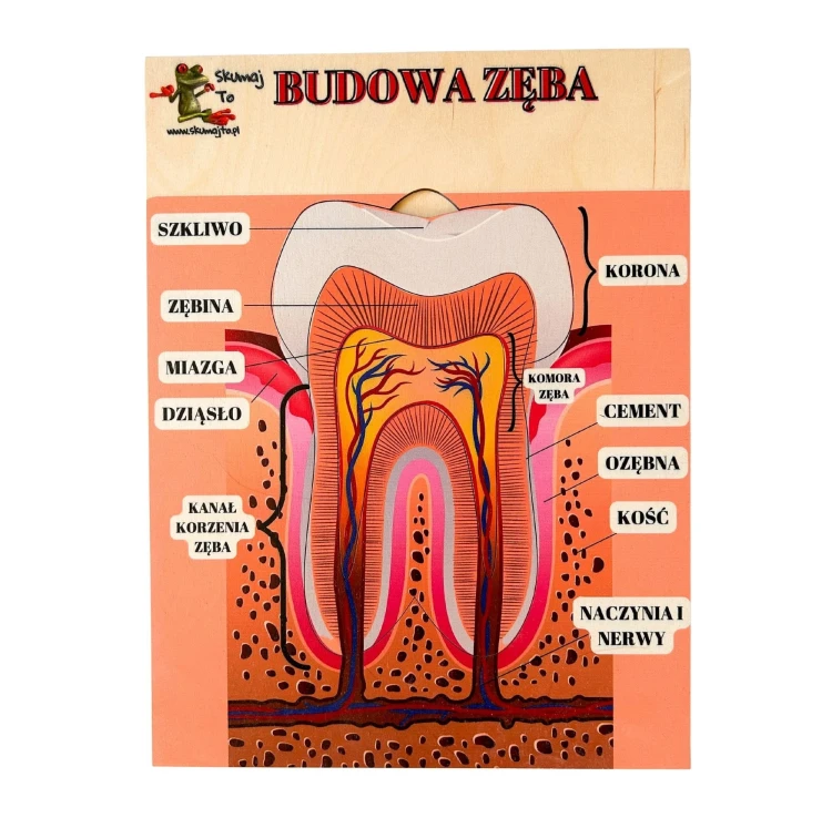 Budowa zęba EDUBOBO, drewniana układanka edukacyjna do poznawania anatomii jamy ustnej