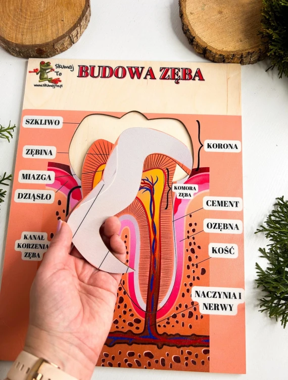 Drewniana układanka edukacyjna EDUBOBO i nauka anatomii jamy ustnej przez zabawę