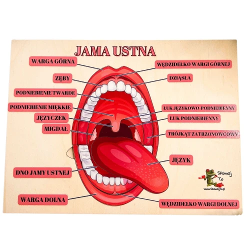 Jama ustna – układanka o budowie zębów i języka