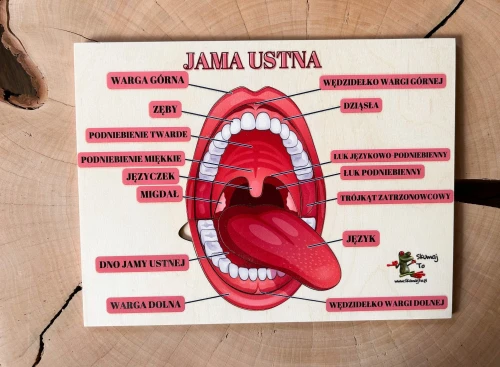 Układanka EDUBOBO do poznawania jamy ustnej z kolorową grafiką i podpisami