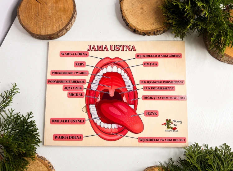 Układanka EDUBOBO do nauki biologii z wyjmowanymi elementami jamy ustnej