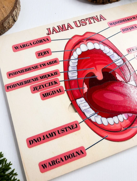 Drewniana układanka EDUBOBO o budowie jamy ustnej z dodatkowymi kartami PDF