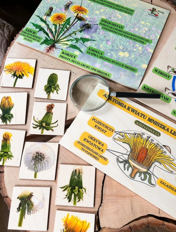 Zestaw edukacyjny EDUBOBO - puzzle i układanki do nauki biologii dla dzieci