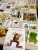 Puzzle edukacyjne przedstawiające różne gatunki żab z Mega zestawu EDUBOBO