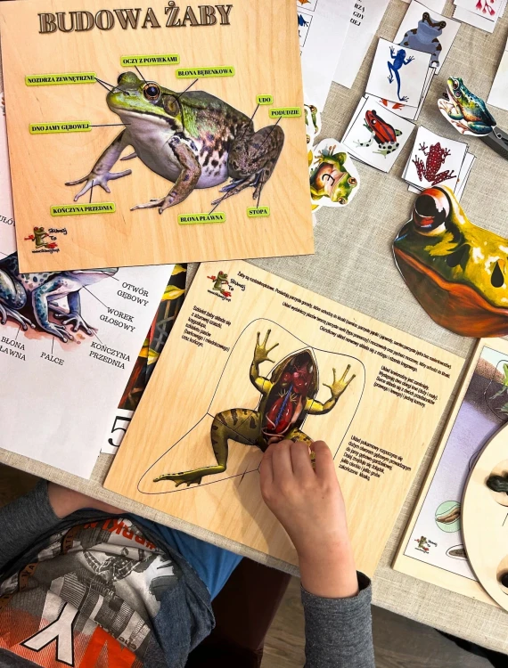 Model ewolucji żaby od kijanki do dorosłego płaza – edukacyjny zestaw EDUBOBO