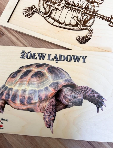 Zestaw edukacyjny EDUBOBO – elementy szkieletu żółwia do układania na drewnianej podstawie