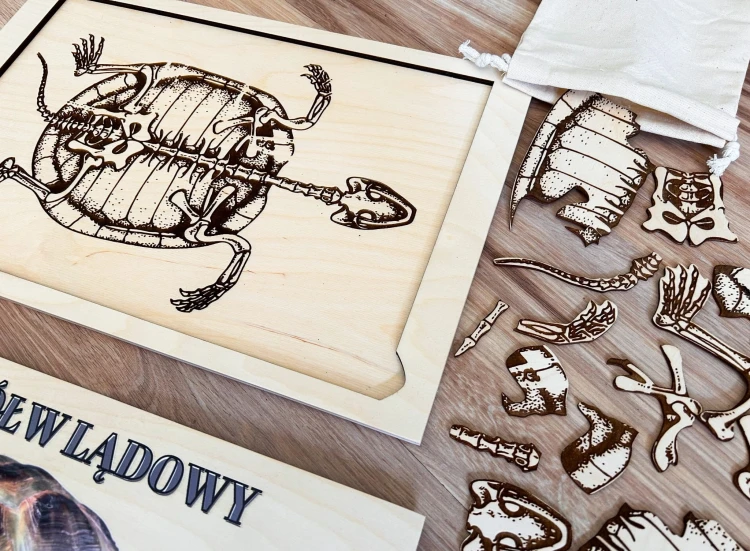 Zestaw drewnianych elementów szkieletu żółwia na tle drewnianej tacy EDUBOBO