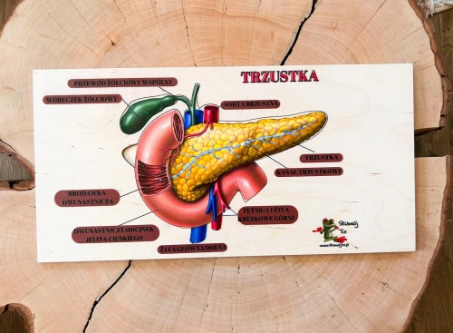 Układanka anatomiczna EDUBOBO z nadrukiem przedstawiającym budowę trzustki