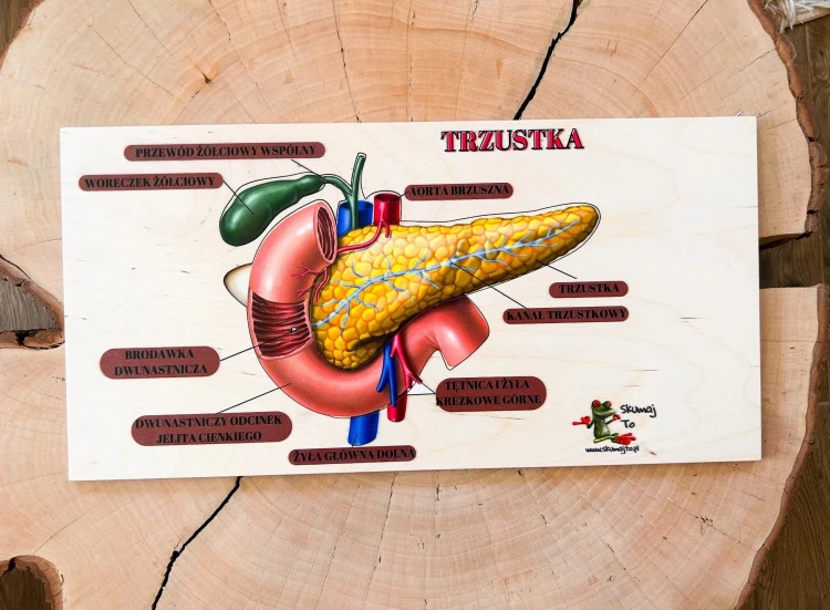 Układanka anatomiczna EDUBOBO z nadrukiem przedstawiającym budowę trzustki