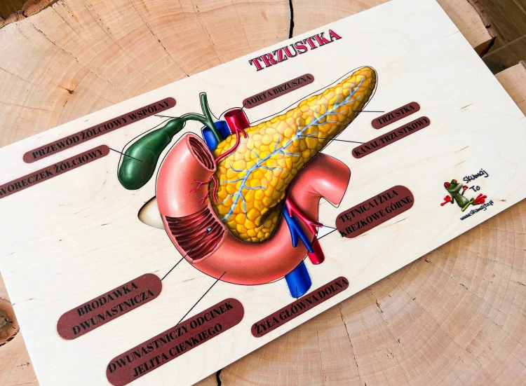 Drewniana układanka EDUBOBO do poznawania anatomii trzustki przez dopasowywanie części
