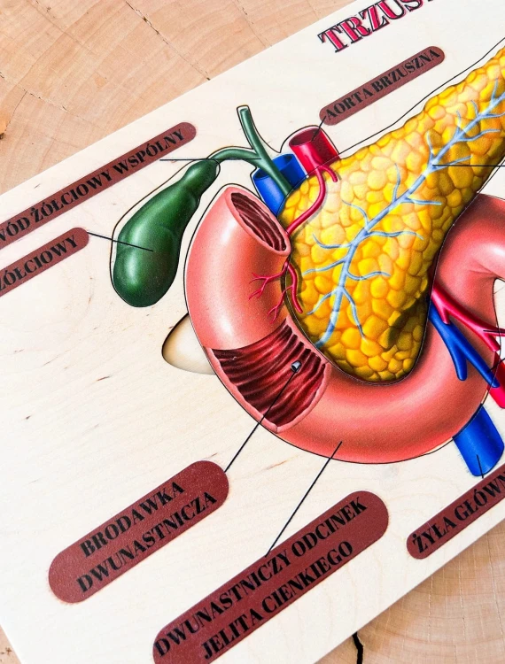 Kolorowa układanka o budowie trzustki EDUBOBO do nauki anatomii człowieka