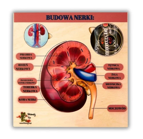 Budowa nerki EDUBOBO, drewniana układanka edukacyjna z kolorowymi elementami do nauki anatomii.