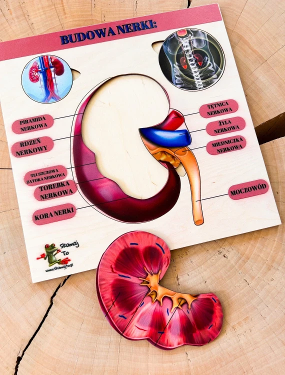 Drewniana pomoc EDUBOBO do nauki anatomii człowieka, z wyjmowanymi elementami budowy nerki.