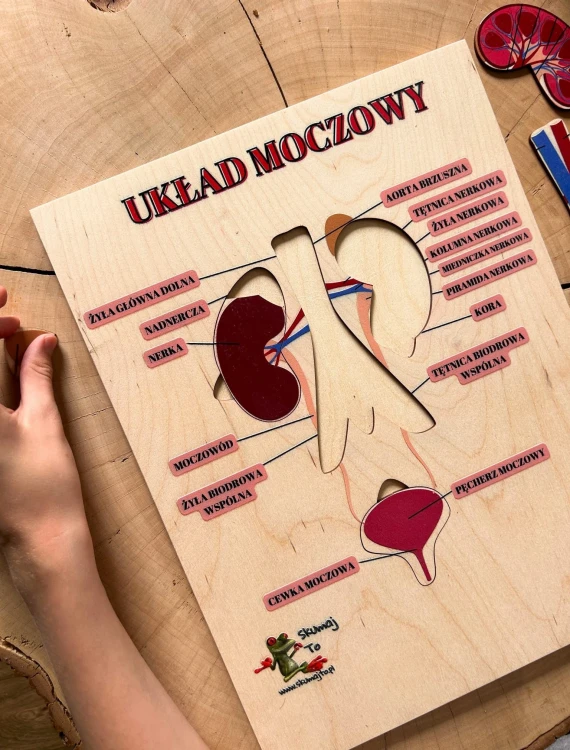 Pomoc edukacyjna EDUBOBO do samodzielnego układania i poznawania anatomii