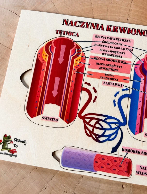 Drewniana układanka EDUBOBO do poznawania różnic między żyłą a tętnicą