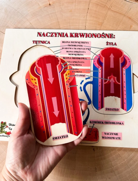 Kolorowy nadruk układanki EDUBOBO przedstawiający budowę naczyń krwionośnych