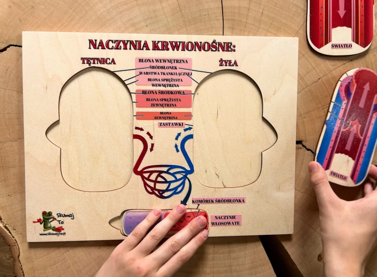 Układanka z ekologicznej sklejki EDUBOBO o anatomii naczyń krwionośnych