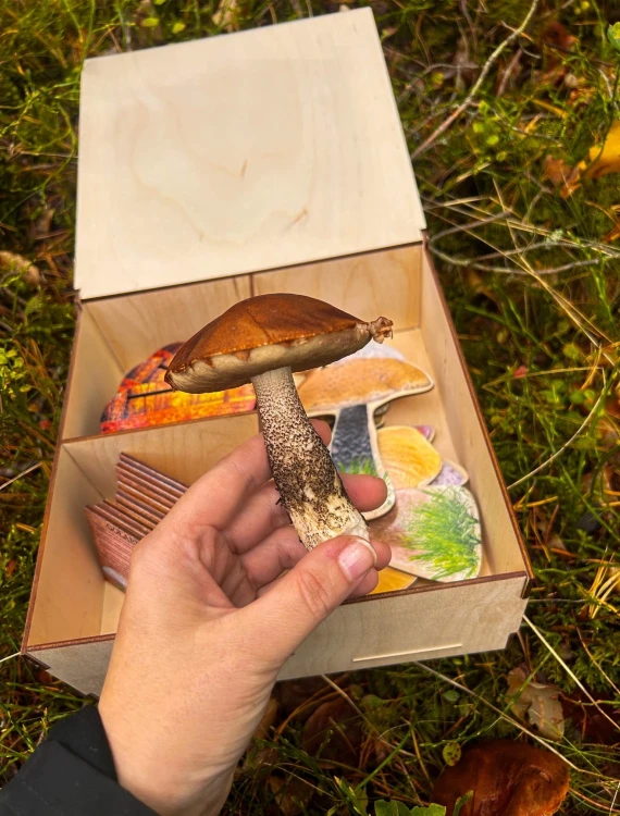 Karty edukacyjne 10x6 cm z opisami i ciekawostkami o grzybach jadalnych