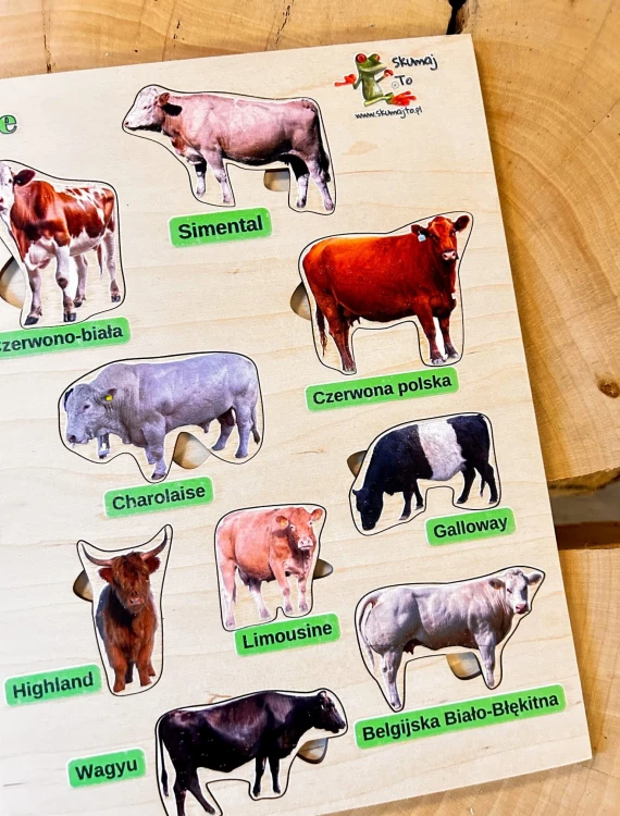 Zestaw edukacyjny z drewnianą planszą i elementami układanki o rasach krów