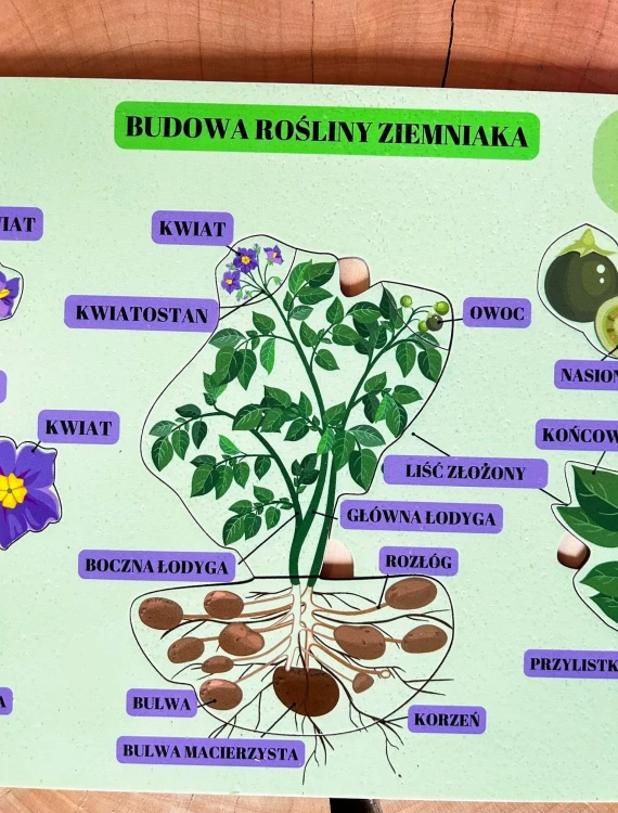 Układanka botaniki Budowa ziemniaka do dopasowywania części rośliny