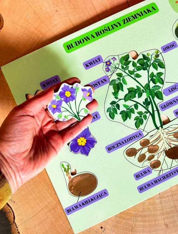 Drewniana układanka o ziemniaku z ilustracją systemu korzeniowego i części rośliny